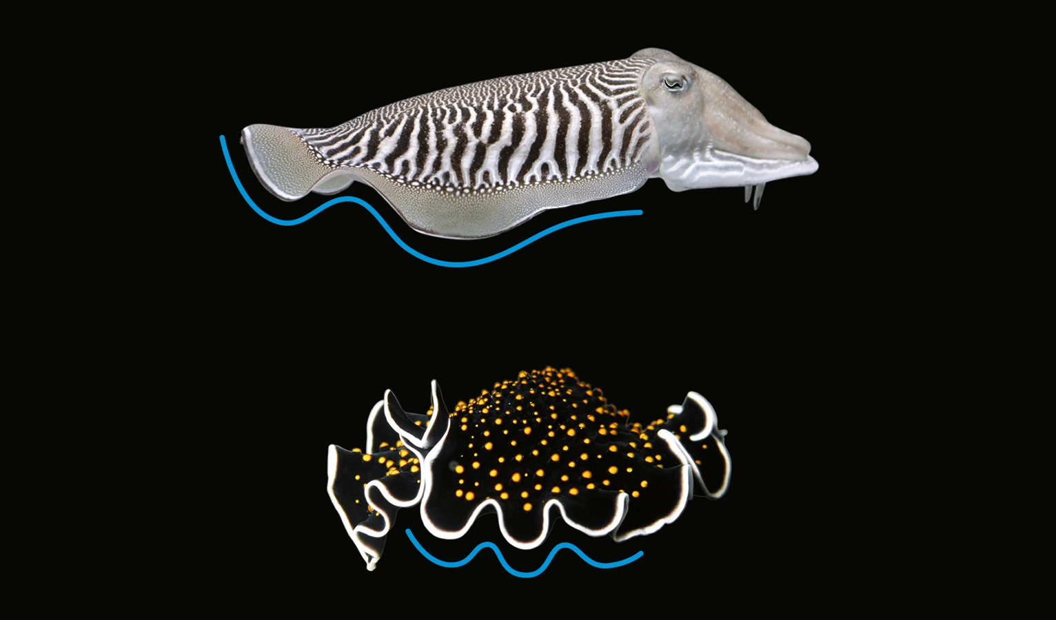 An actual cuttlefish, along with a polyclad marine flatworm