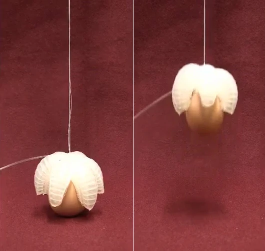 Harvard soft-bodied robotic gripper grabs and lifts an egg using compressed air