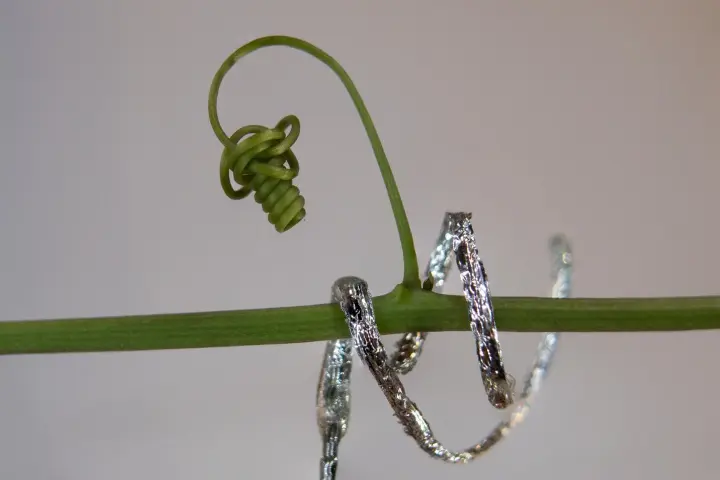 Italian researchers have developed a soft robot that climbs and curls like a plant tendril