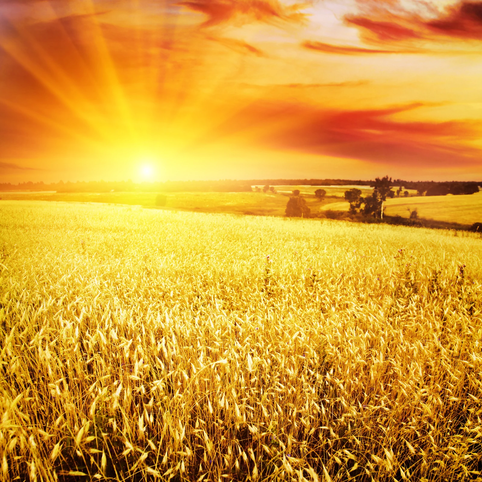 A new study has concluded that sunshade geoengineering is more likely to improve crop yields than threaten them (Photo: Shutterstock)