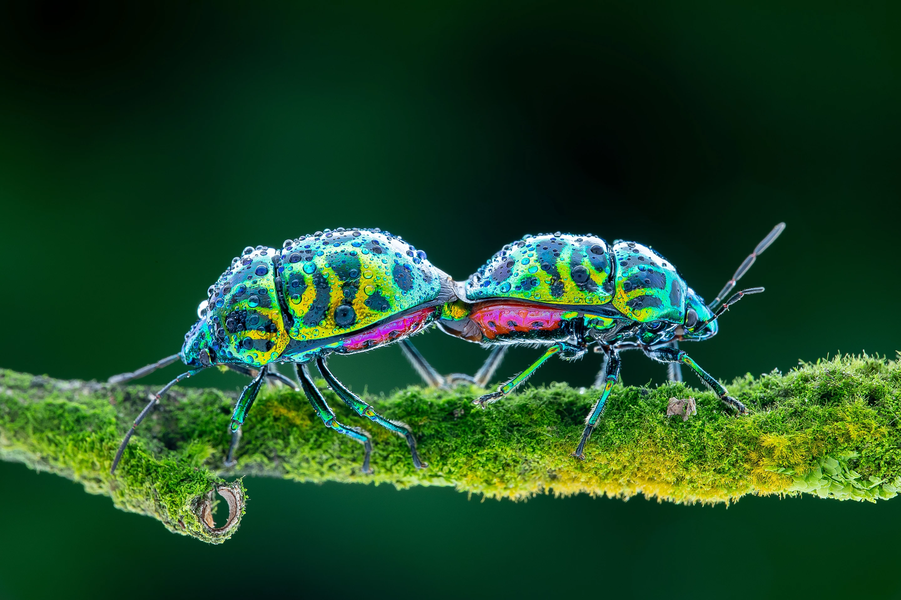 3rd Place / Nature/Macro. 'Glorious Love'