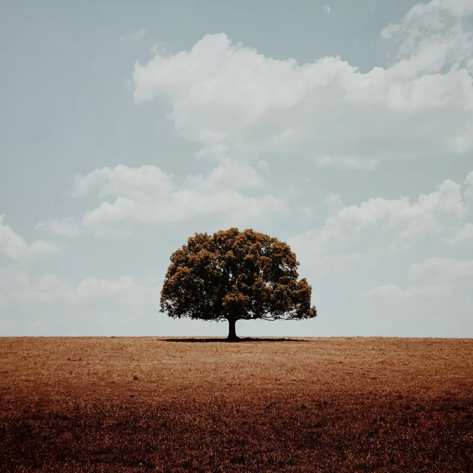 1st Place – Trees. 'Alone'. Queensland, Australia. Shot on iPhone 11 Pro