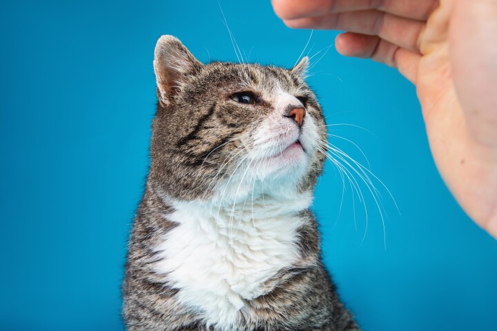 Scientists have finally discovered just how static electricity works – and cats are particularly good at creating it