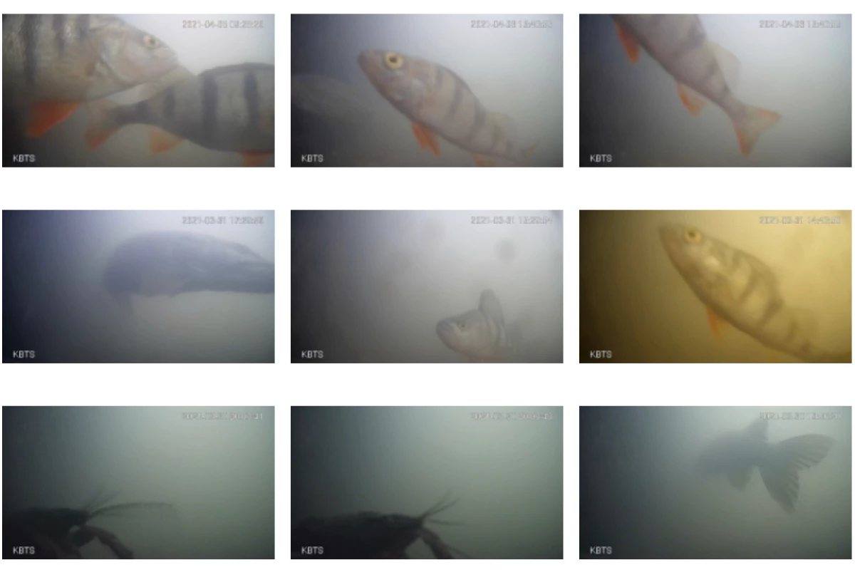 Among the species being spotted are perch, pike ... and apparently even crayfish