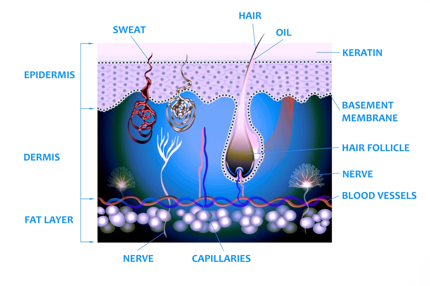 Anatomy of the skin. The dermal papilla cells responsible for regulating hair growth are found at the base of the hair follicle