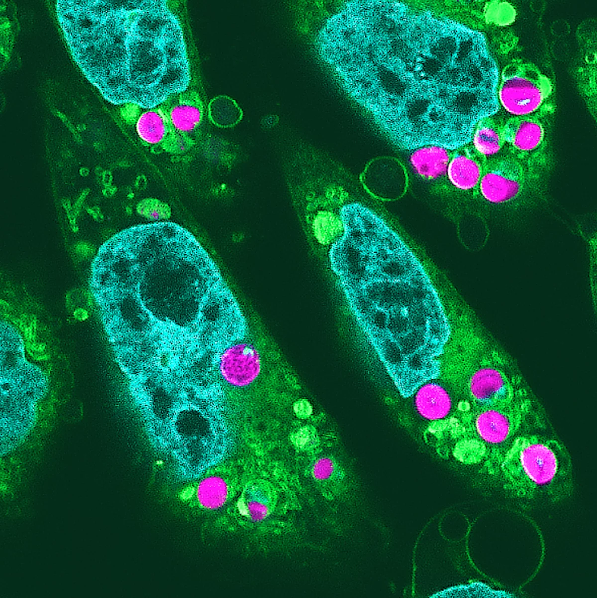Fluorescent microscope image of the animal cells with embedded chloroplasts (magenta)