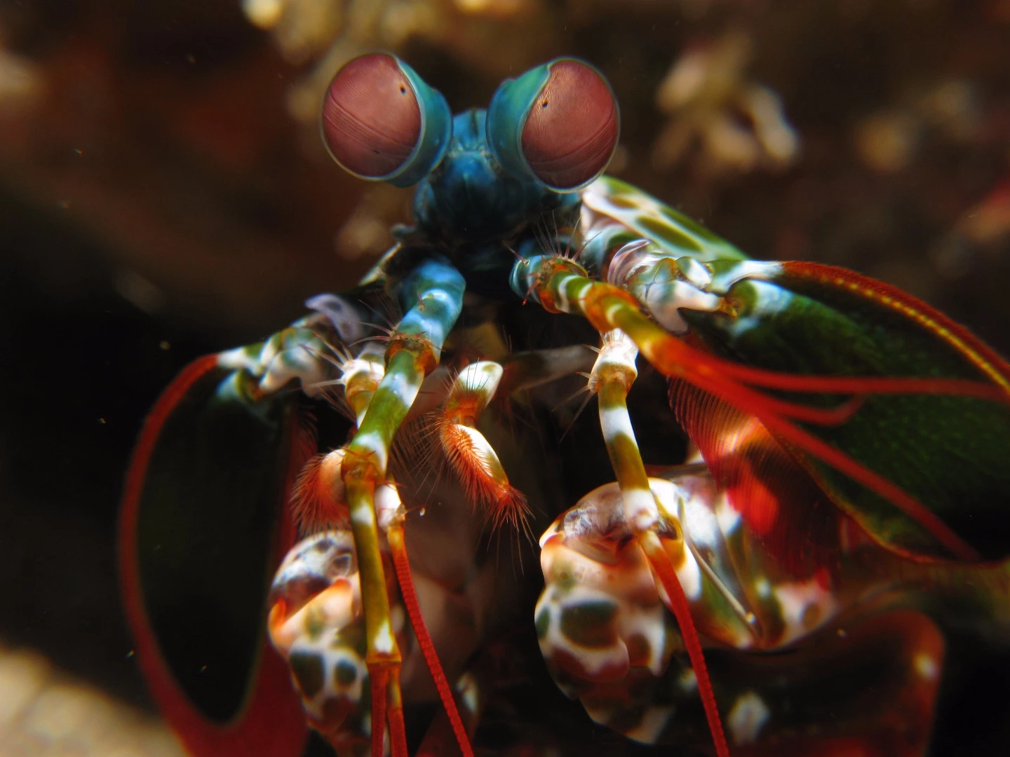 Researchers have determined exactly how mantis shrimp are able to control light to communicate