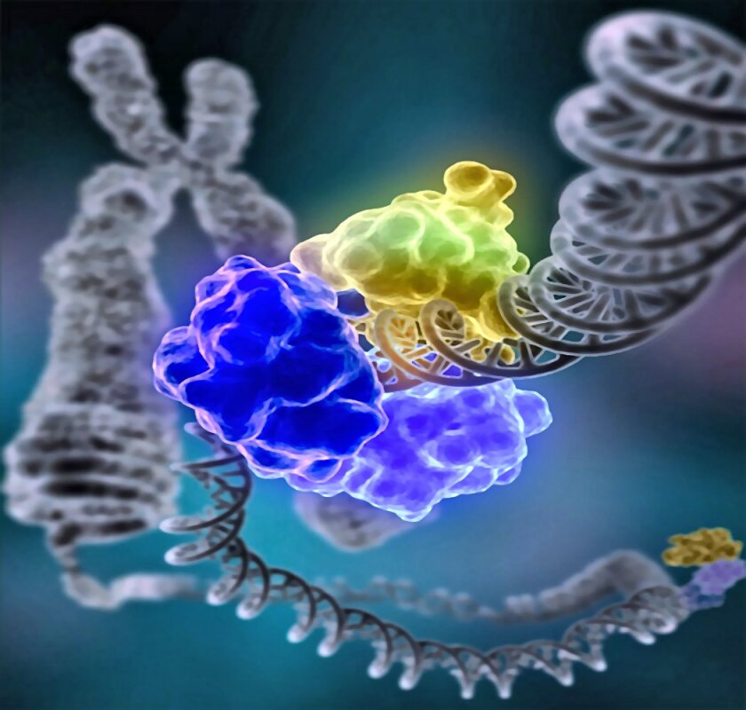 DNA damage is repaired by a special enzyme, DNA ligase, shown encircling the DNA double helix to repair a broken strand of DNA (Photo: Tom Ellenberger, Washington University School of Medicine in St. Louis)