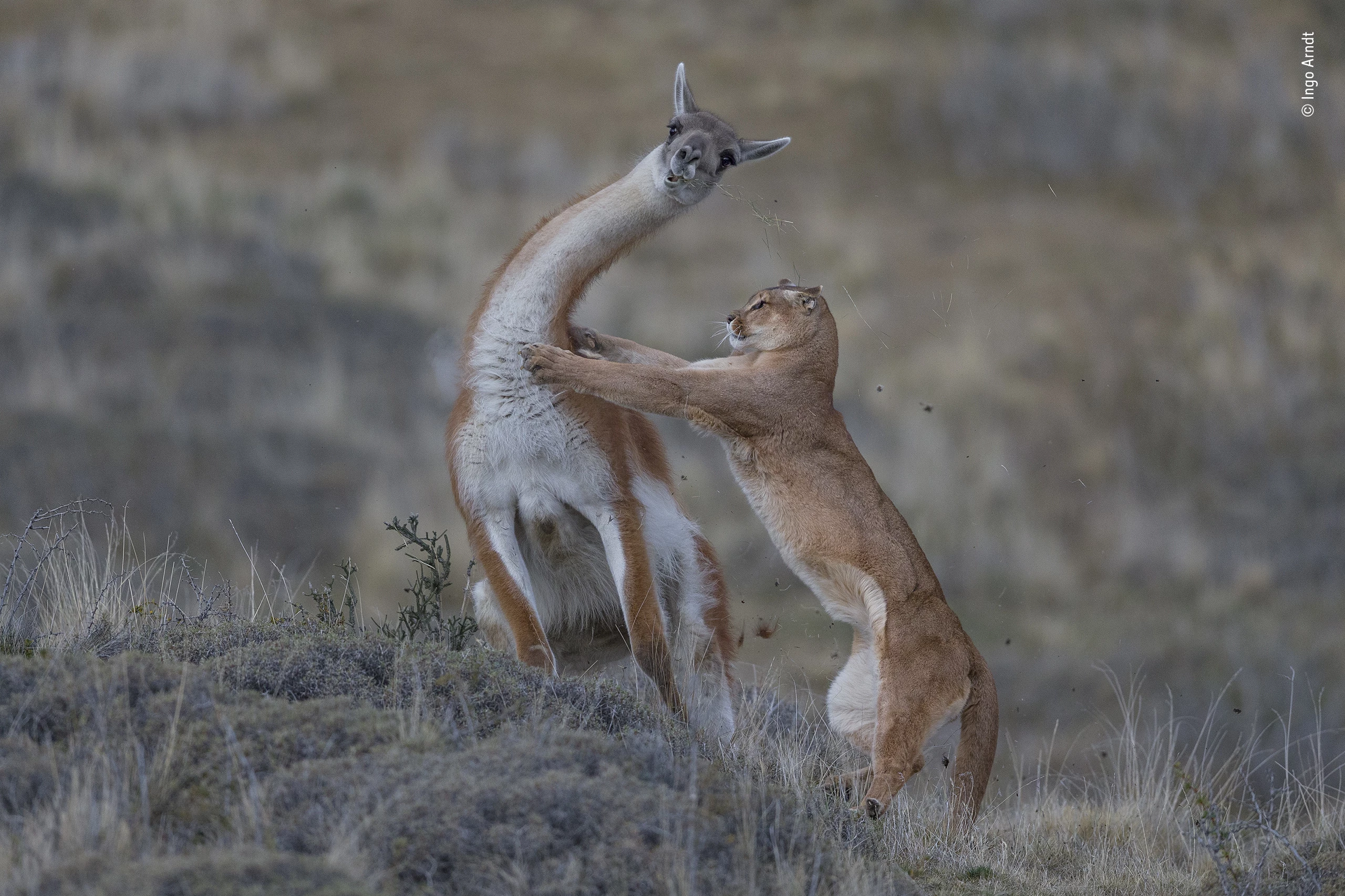 Joint Winner - Behaviour: Mammals. Puma (Puma concolor) female hunting huge adult male guanaco, Torres del Paine area, Patagonia, Chile