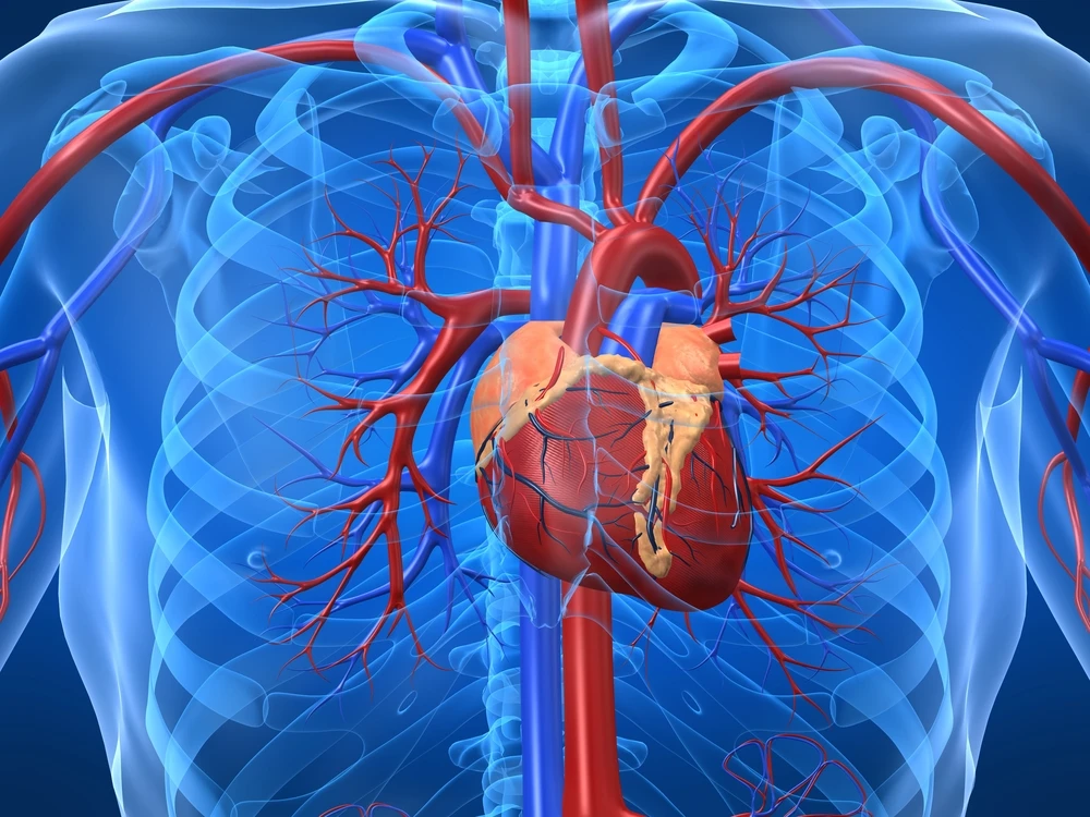 A new understanding of the immune system may be paving the way for the development of a vaccine for heart disease (Image: Shutterstock)