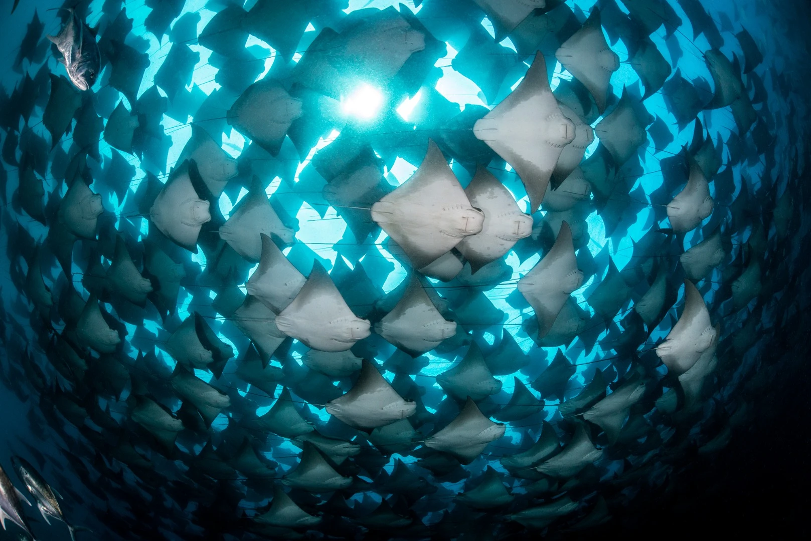 5th Place in the Wide Angle category. A massive migration of golden rays in the Pacific waters off the coast of Costa Rica