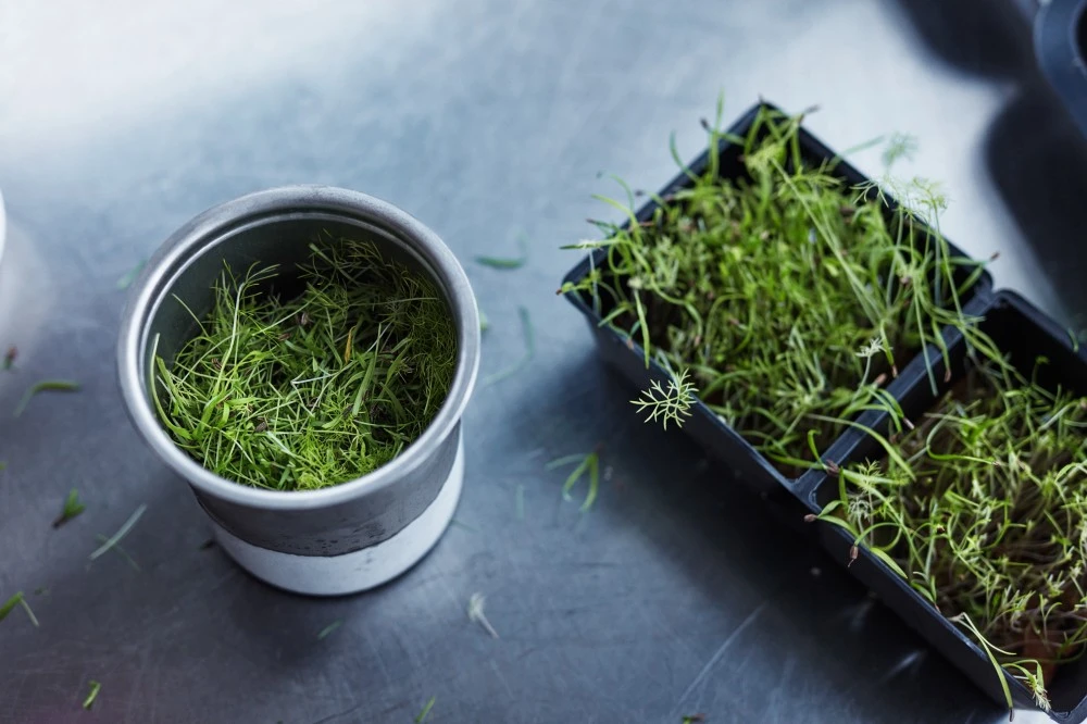 Blending micro greens in popsicles