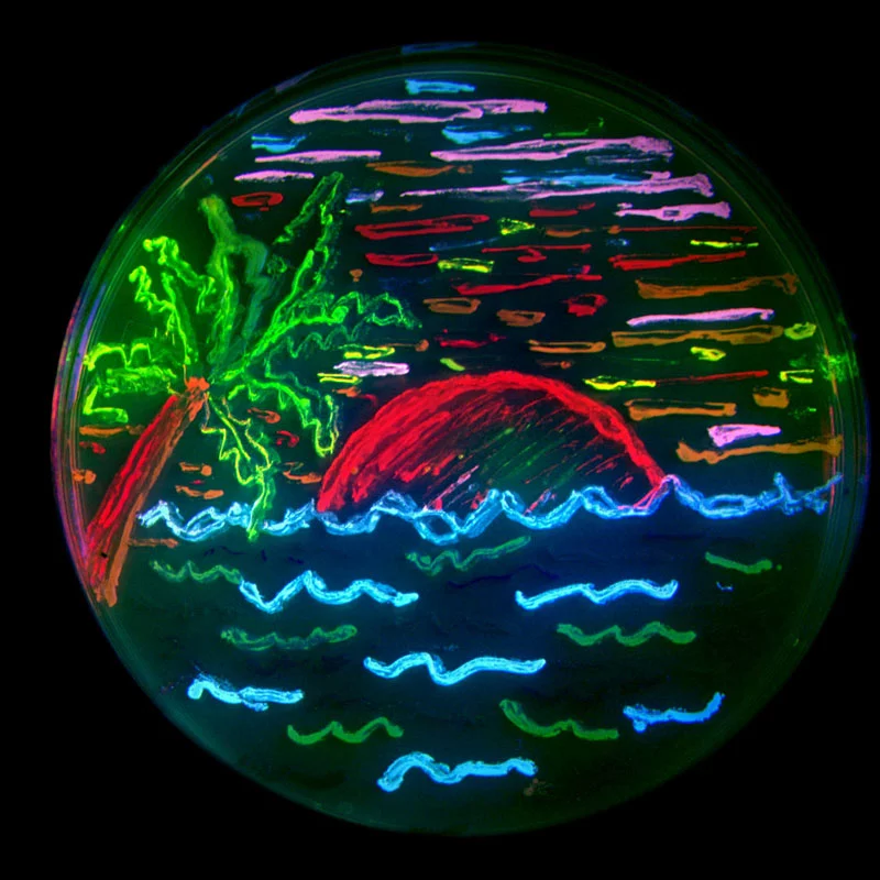 Artwork created by painting fluorescent proteins onto a Petri dish