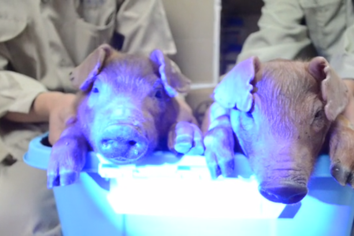 Scientists have created piglets that glow green under a black-light (see the video below)