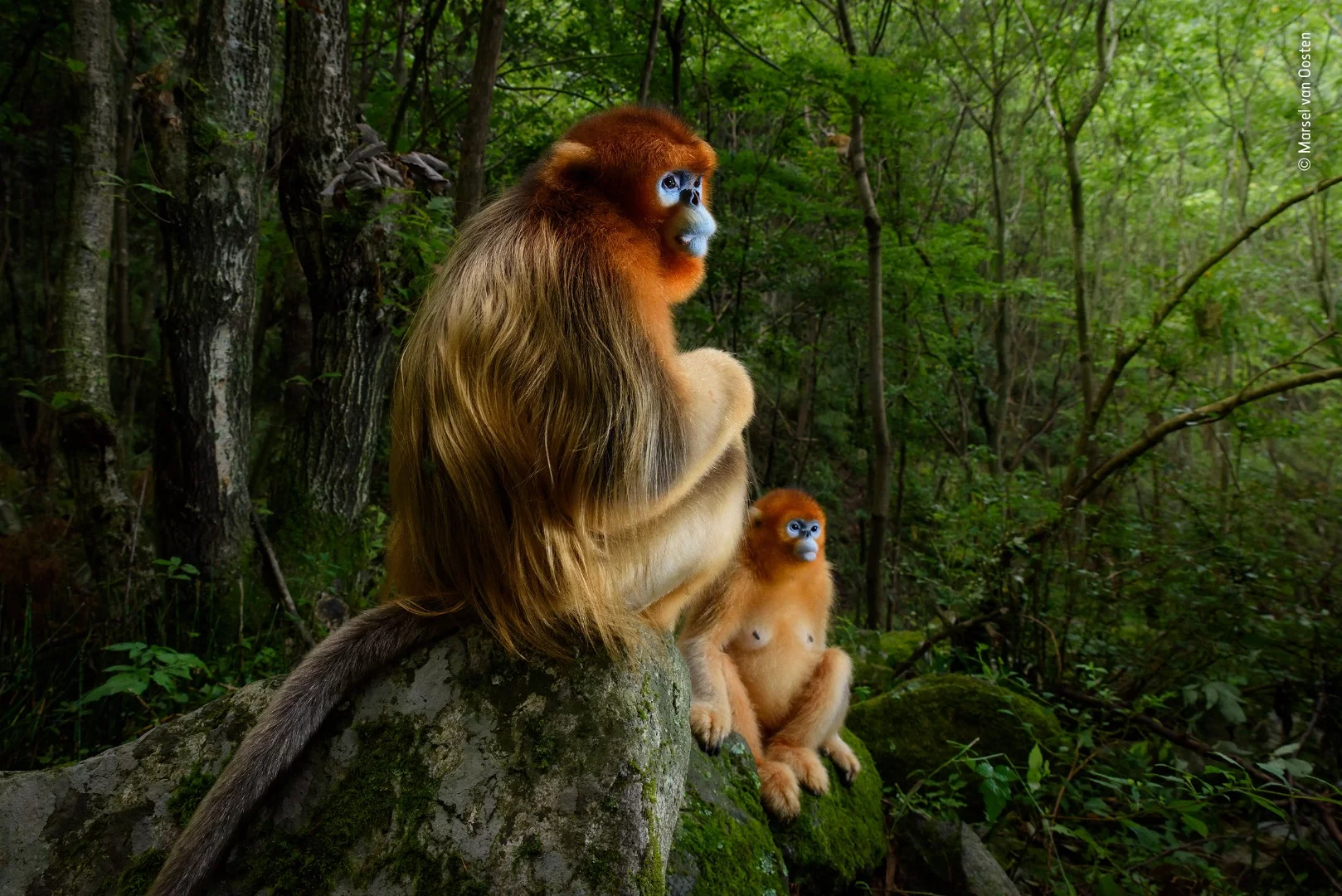 The Golden Couple by Marsel van Oosten, The Netherlands, Grand Title Winner 2018. A male Qinling golden snub-nosed monkey rests briefly on a stone seat. He has been joined by a female from his small group. It’s spring in the temperate forest of China’s Qinling Mountains, the only place where these endangered monkeys live