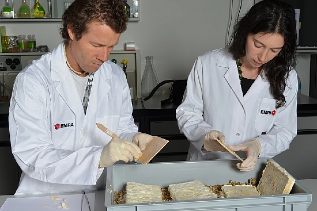 Scientists are developing a method of treating wood with fungus, so that violin-makers could use it to build Stradivarius-quality instruments