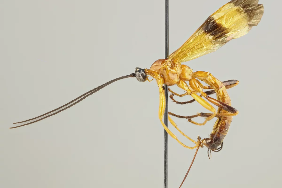 15 new species of Acrotaphus wasps have been discovered, which prey on spiders