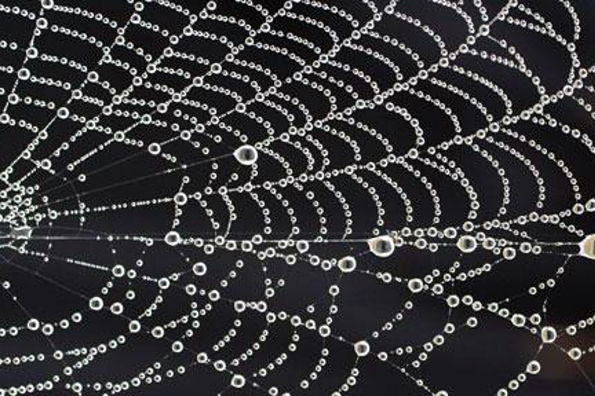 Cambridge scientists spin hydrogel into synthetic spider silk
