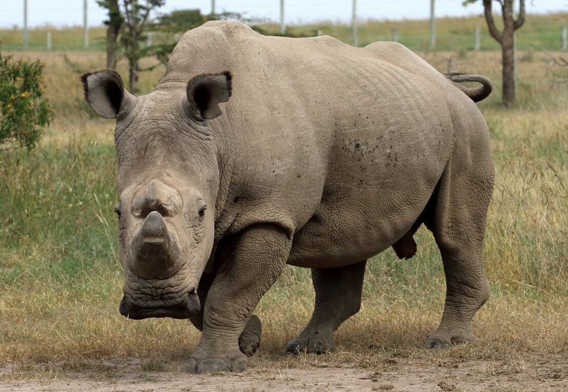 Can science help save functionally extinct species like the northern white rhino?
