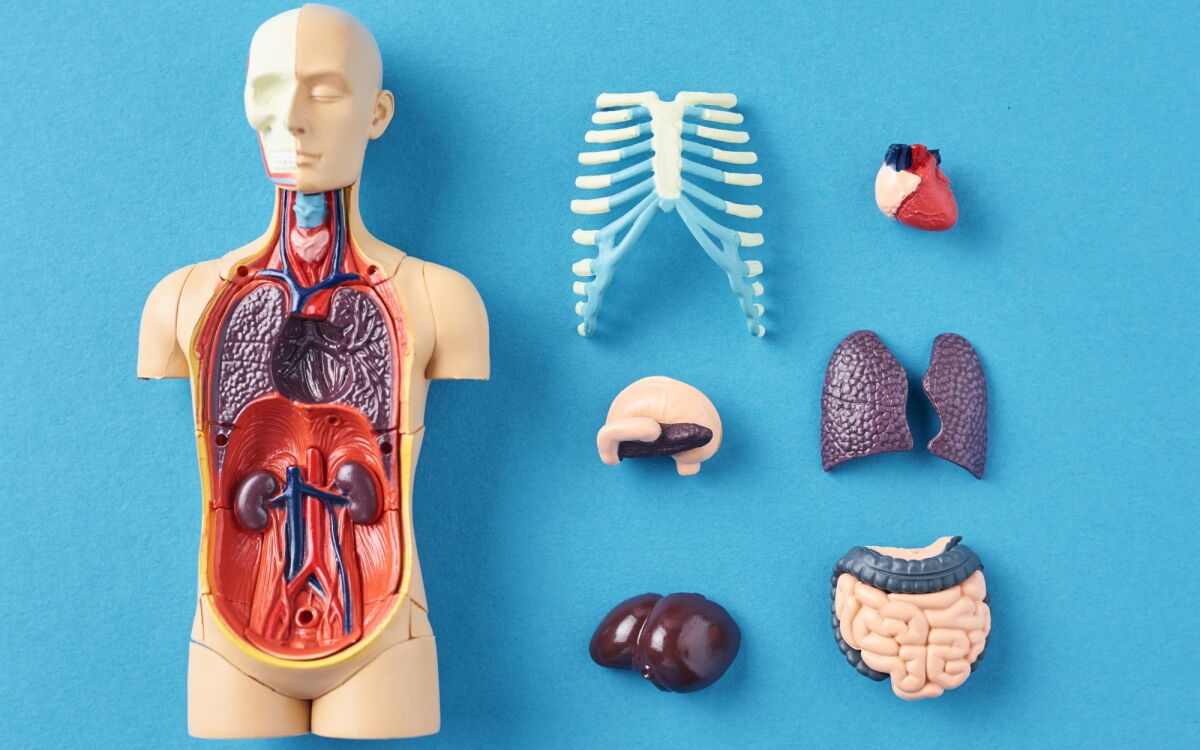 Our sex organs could be pacemakers for aging through our body