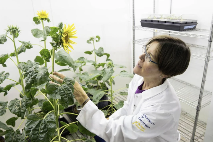 Plant biologist Stacey Harmer has discovered that sunflowers respond to the Sun through a previously unknown mechanism