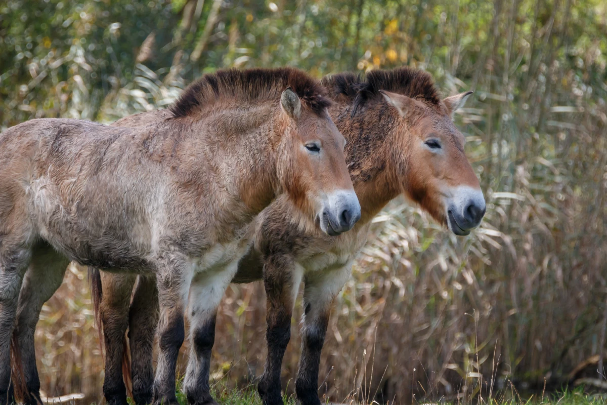 Przewalski's horses, once extinct in the wild, have been reintroduced successfully