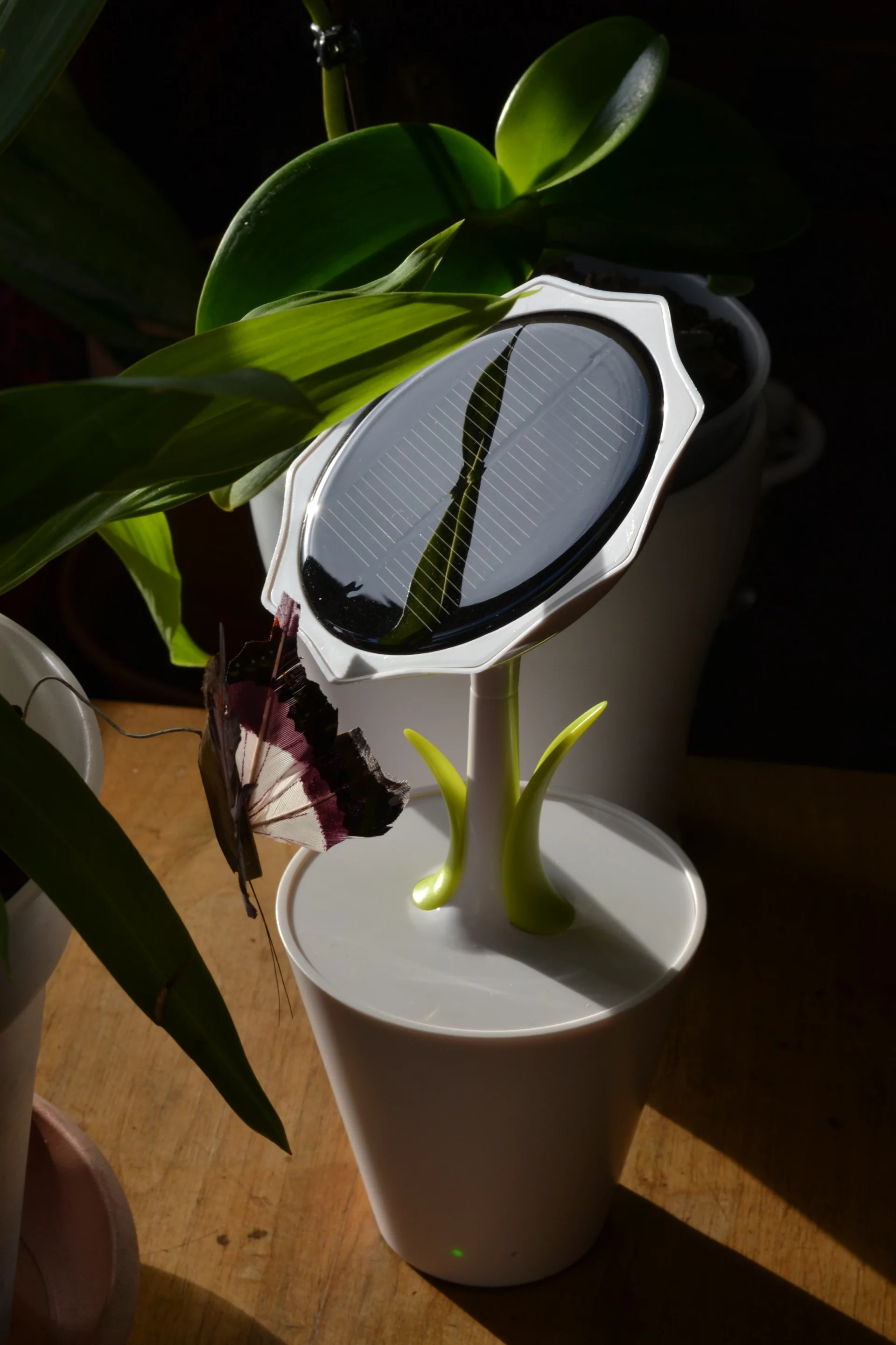 The cute-as-a-button Solar Sunflower catching some winter sun