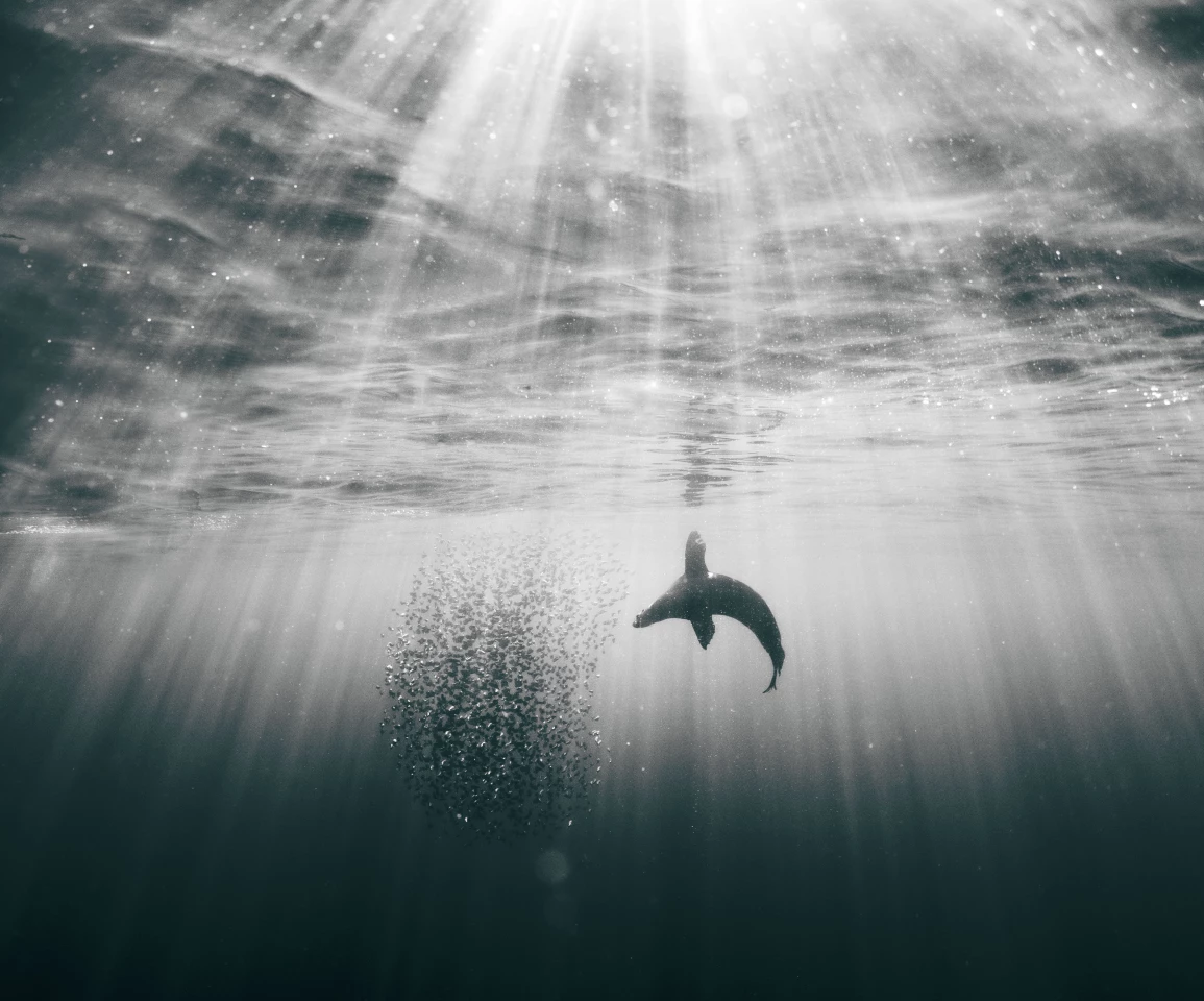 Sea Lion Hunting 2. "Like an Olympic athlete performing a perfectly choreographed routine, the sea lion preys on these sardines. The sardines’ only hope is to dive into the deep dark blue but the sea lion knows this and pins them to the surface waiting for its moment to strike."