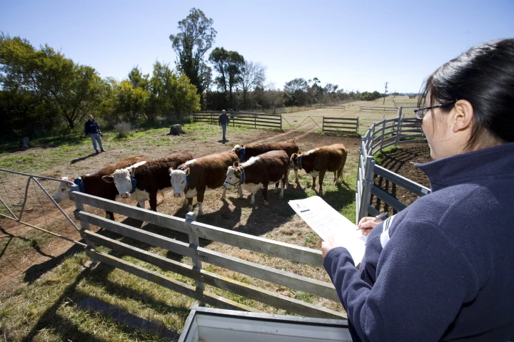 CSIRO Livestock Industries scientist, Dr Caroline Lee, monitoring cattle behavior at Armidale, NSW (Image: CSIRO)