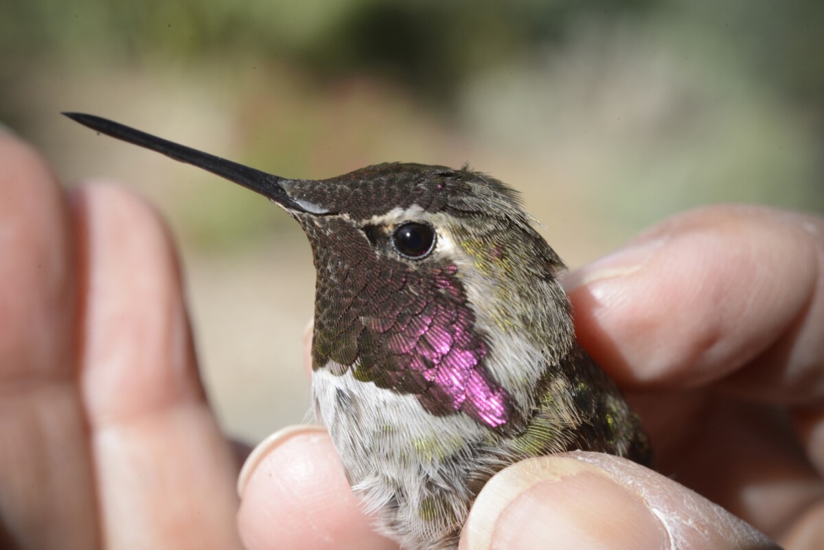 The team captured 230 Anna’s and Allen’s hummingbirds