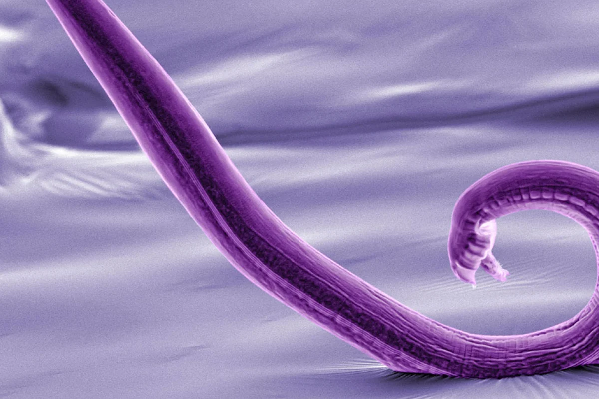 Scientists have mapped the entire nervous system of a roundworm called C. elegans
