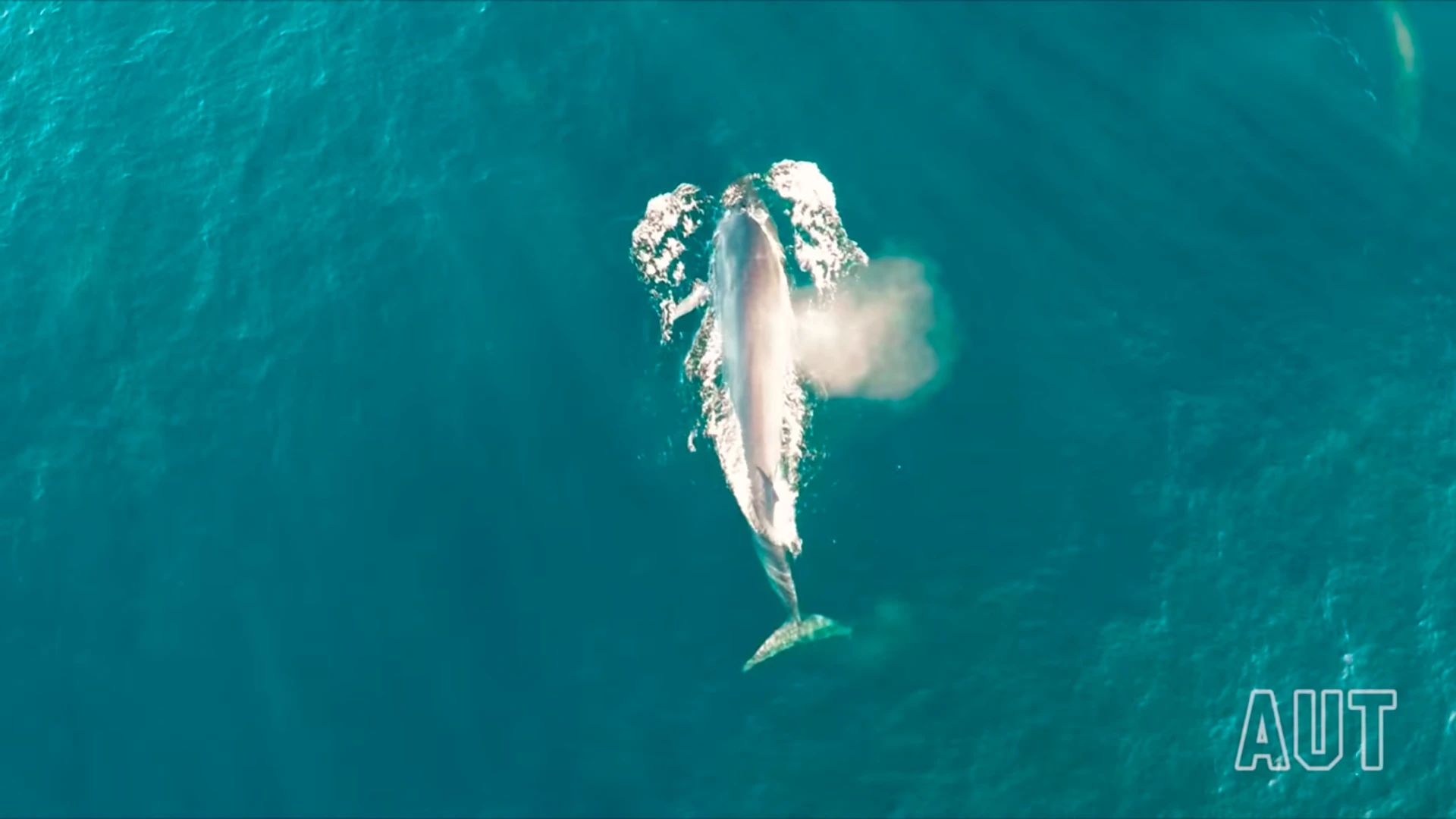 Researchers from the Auckland University of Technology (AUT) spotted the adult Bryde's Whale chowing down on some plankton off the coast of Auckland