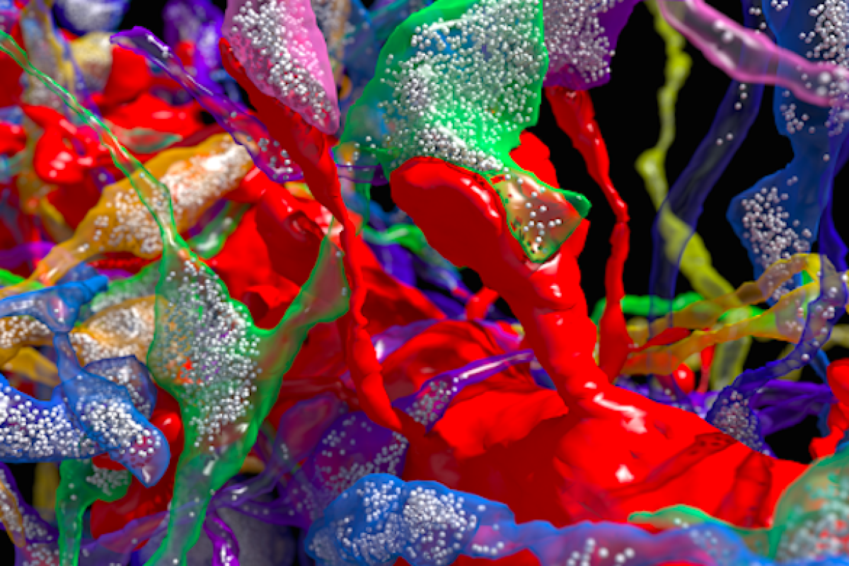 Can We Build A Complete Wiring Diagram Of The Human Brain