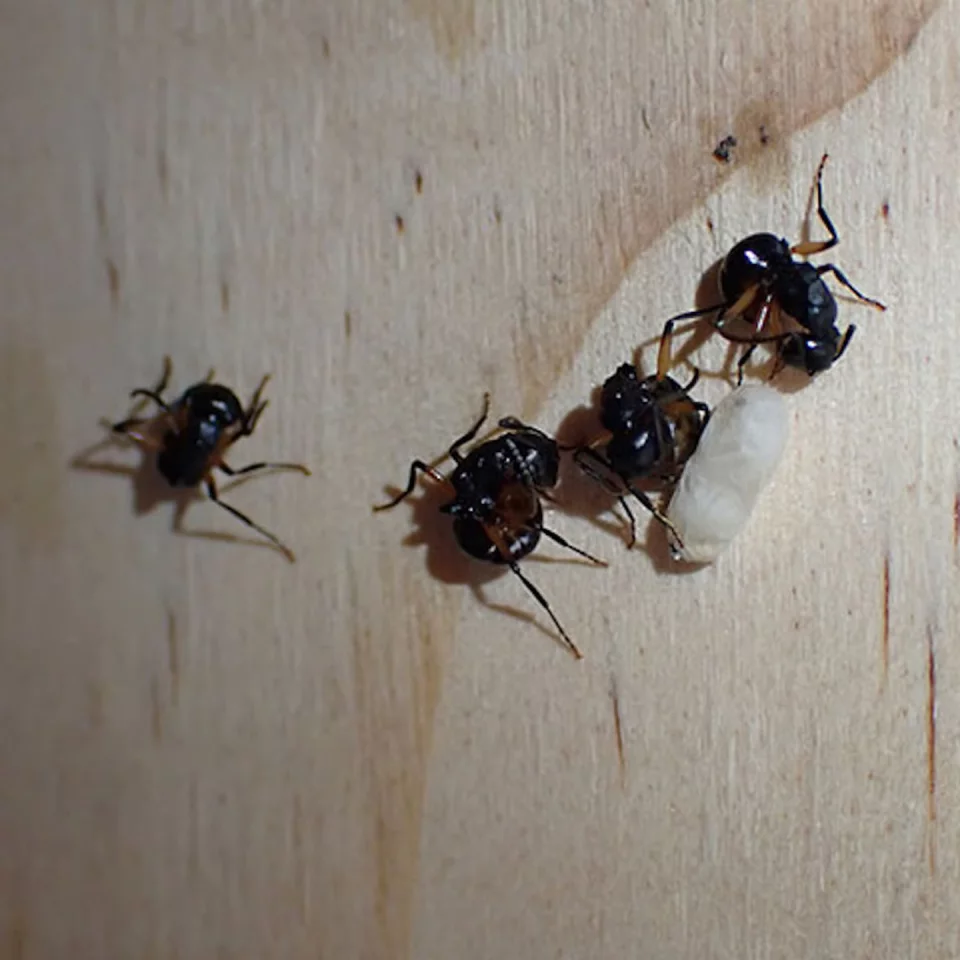 This group act by the ants was a small but significant finding