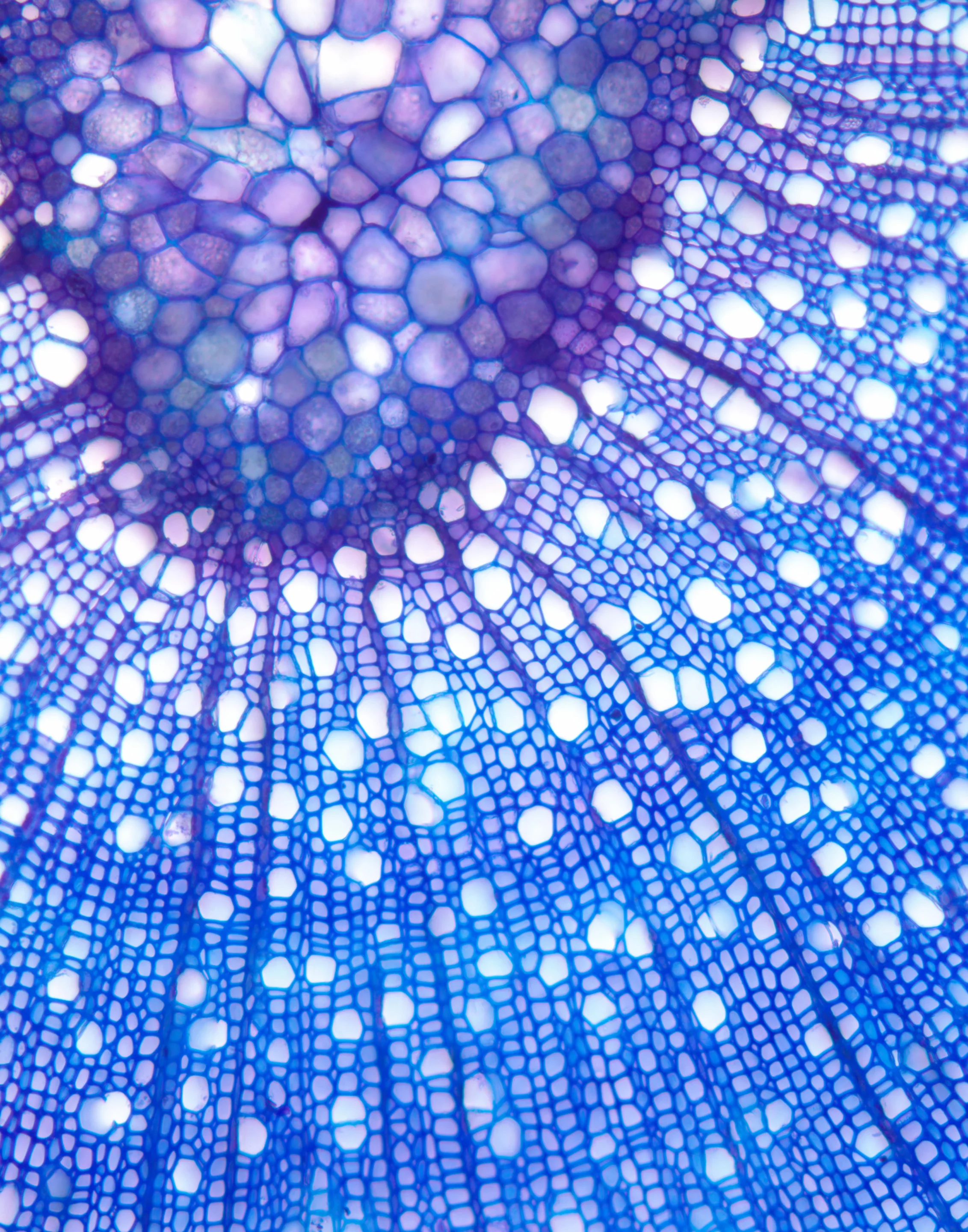 Gene manipulation resulted in an increase in the rate of cell division in the poplar trees (Photo: University of Manchester)