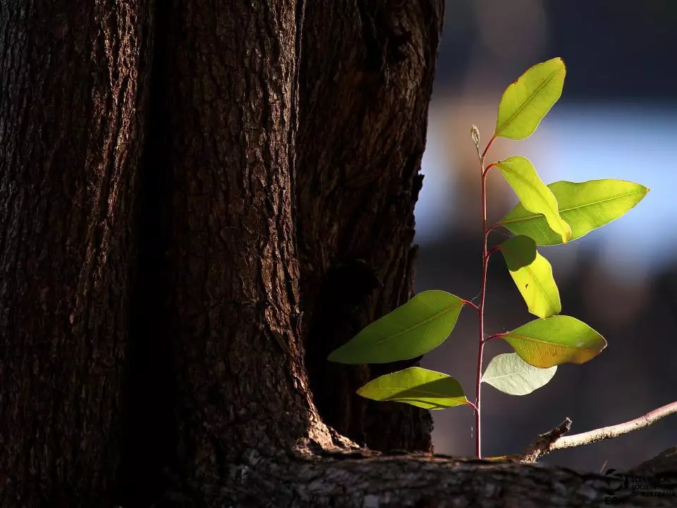 Jarrad Barnes was commended in the Plants and Fungi sub-category for this shot of new growth emerging from a bough of a tree
