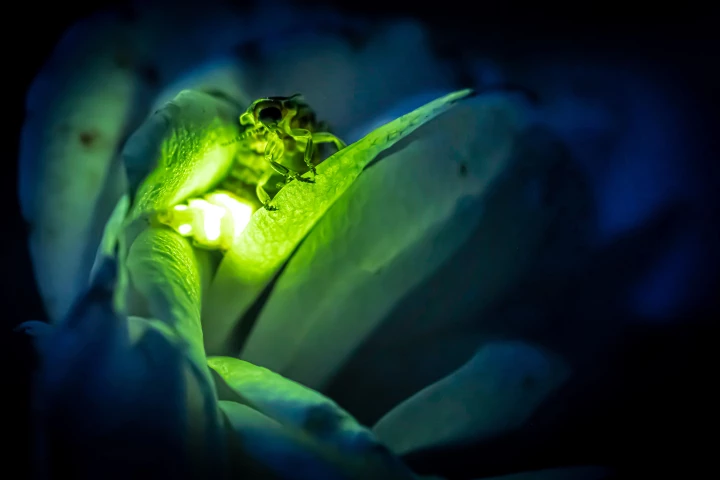Scientists have made a huge leap in harnessing the illuminating power of nature – as seen in this common glow-worm (Lampyris noctiluca) – in order to light up viruses efficiently