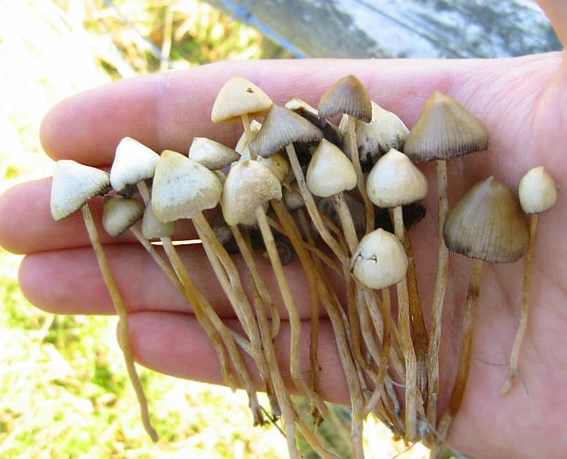 The hallucinogenic, often spiritual, influence of Psilocybin has long been well known (Photo: CC)