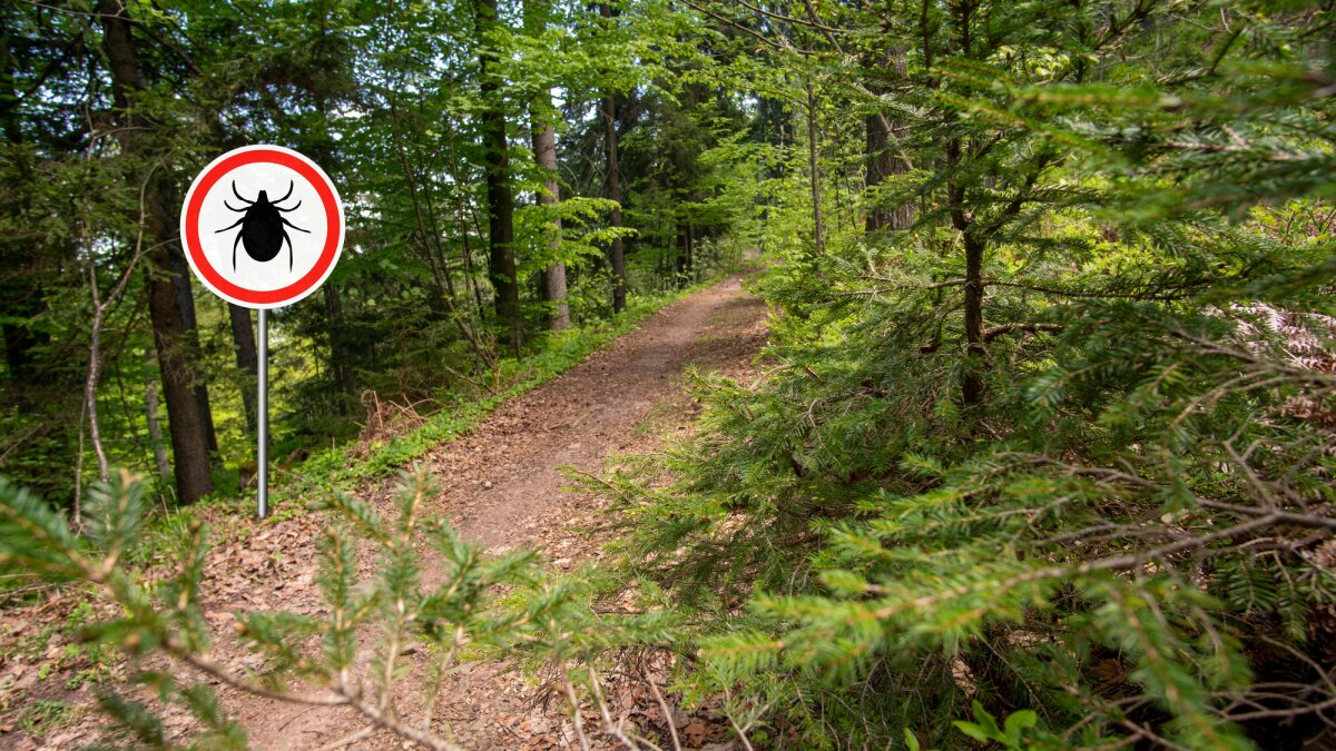 World's first vaccine for Lyme disease could be available in 2027