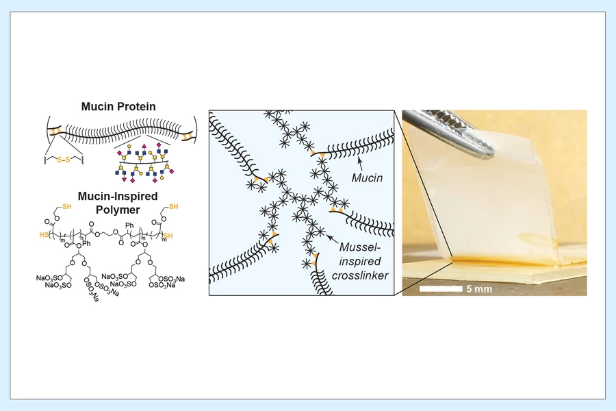 Diagrams illustrating the structure of mussel and mucus proteins, and how they link together to form the new adhesive