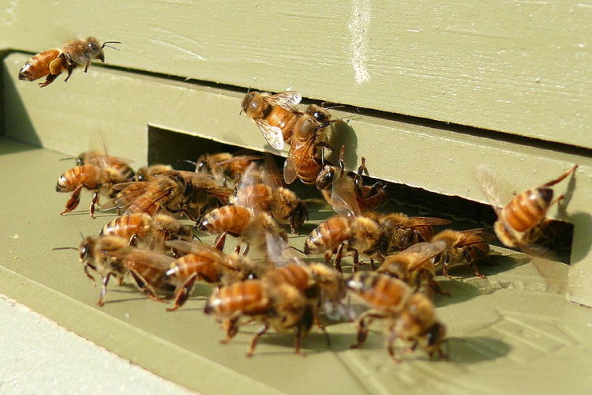 Water Supplement For Bees Is Claimed To Prevent Colony Collapse Disorder Colony collapse disorder is the phenomenon that occurs when the majority of worker bees in a colony disappear and leave behind a queen, plenty of food and a few nurse bees to care for the. prevent colony collapse disorder