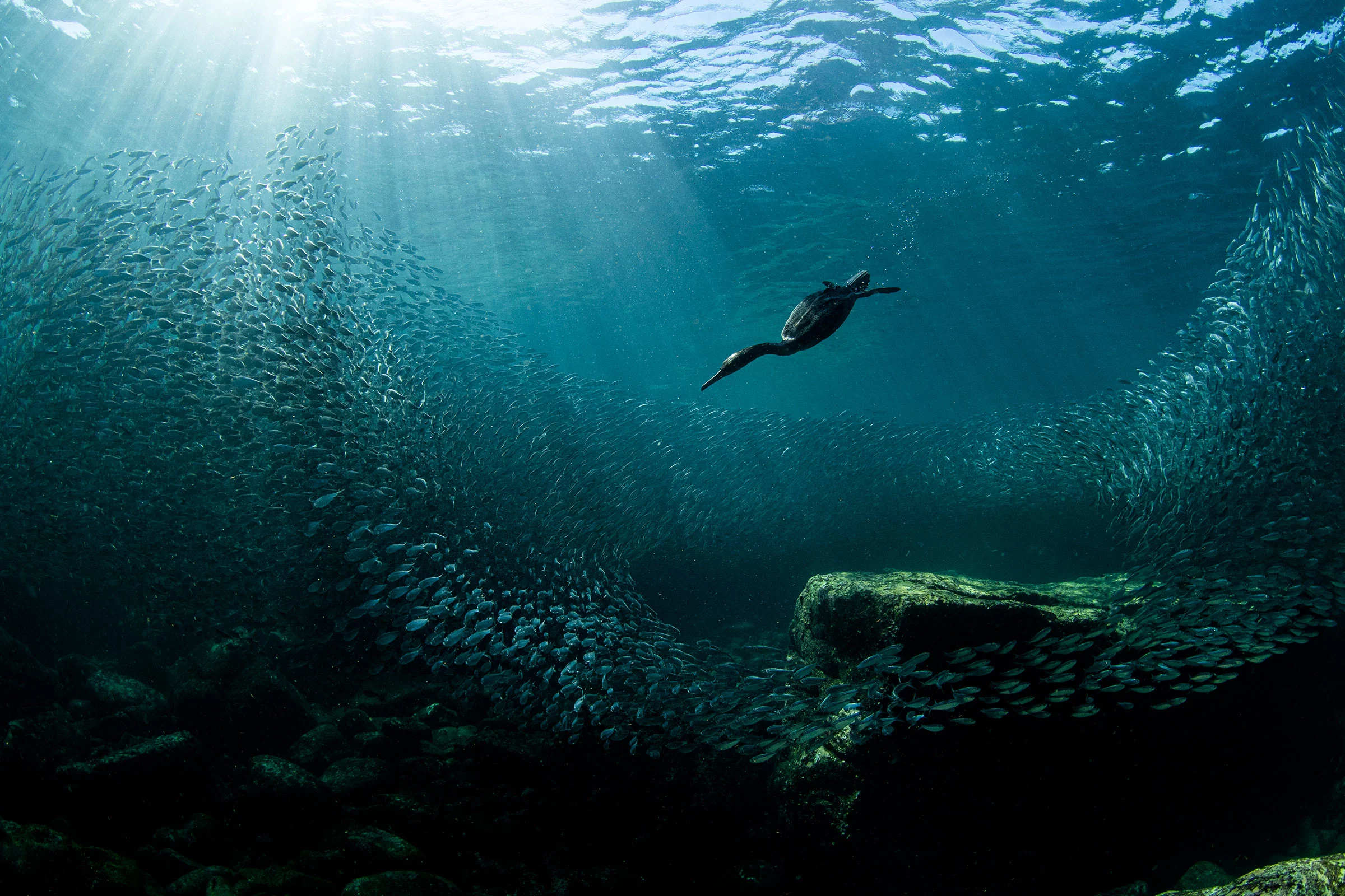 Grand Prize Winner. Double-crested Cormorant. Los Islotes, Mexico