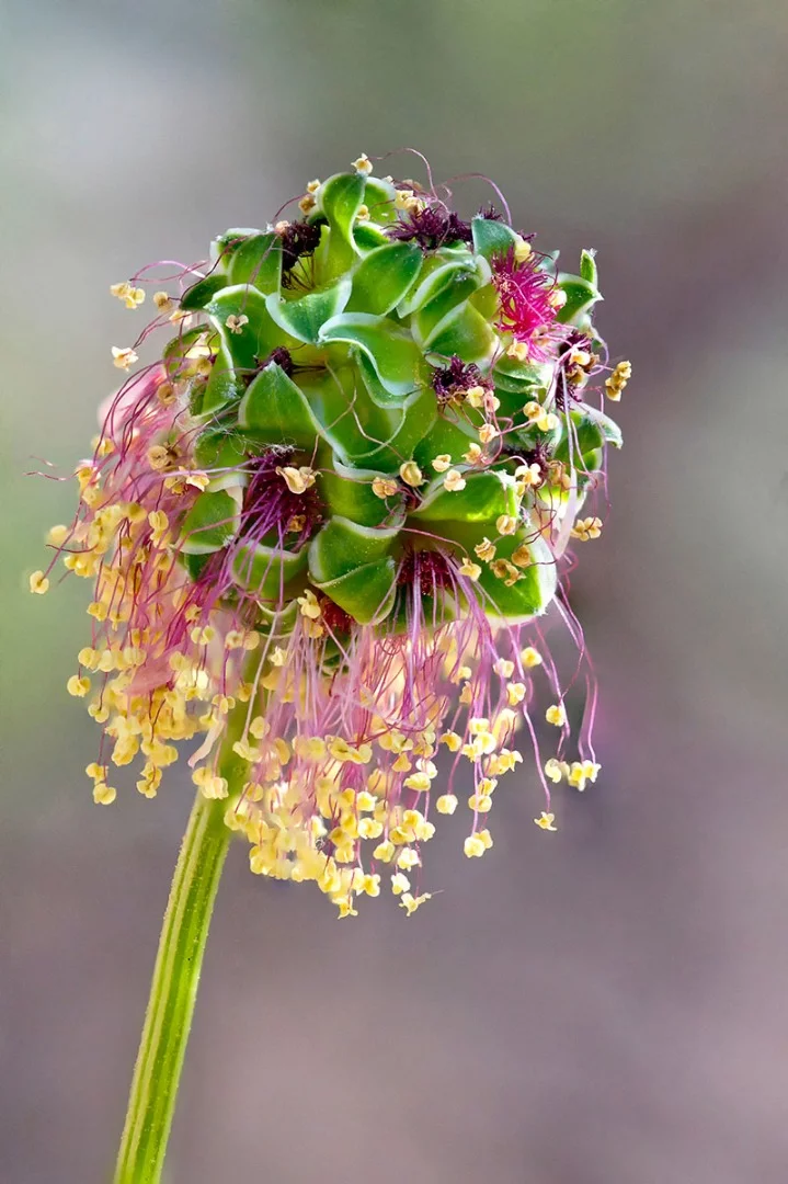 Second place: Salad Burnet Flower