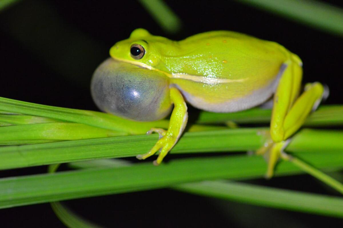 pix Show Me A Picture Of A Tree Frog female tree frogs found to use their