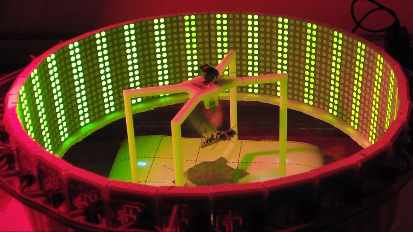 A moth in the NCSU flight-assessment rig