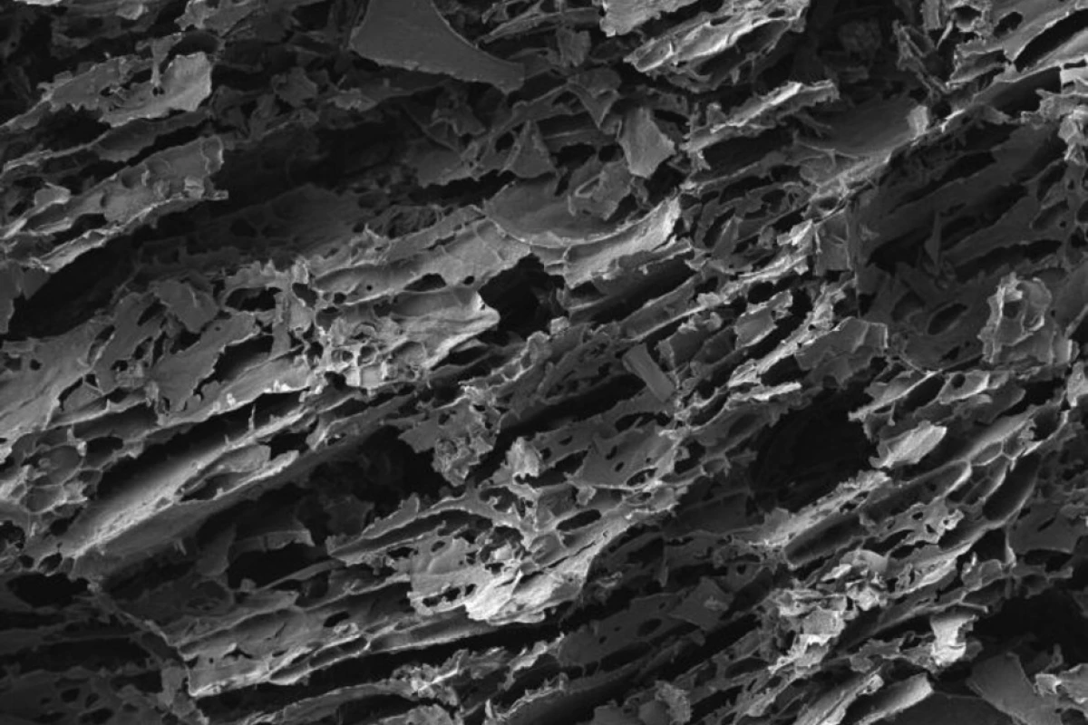 A scanning electron microscope image of the milk and clay-based biodegradable foam