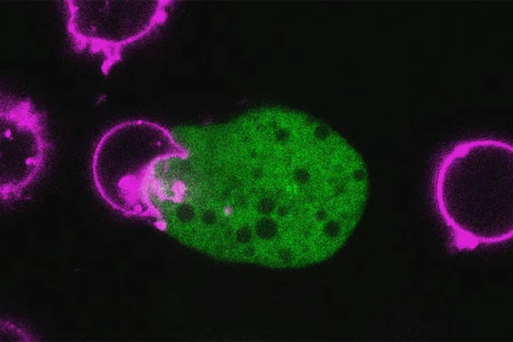 The parasite steals proteins from the surface of other cells and wears them to hide from immune system defences