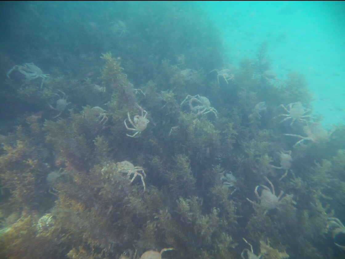 Gladius Advanced Pro sample photo: murky water and full-power spotlights make the camera look worse than it is