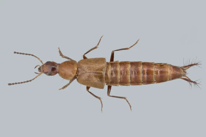 Image of the new species with the eye-catching male genitalia, Loncovilius carlsbergi