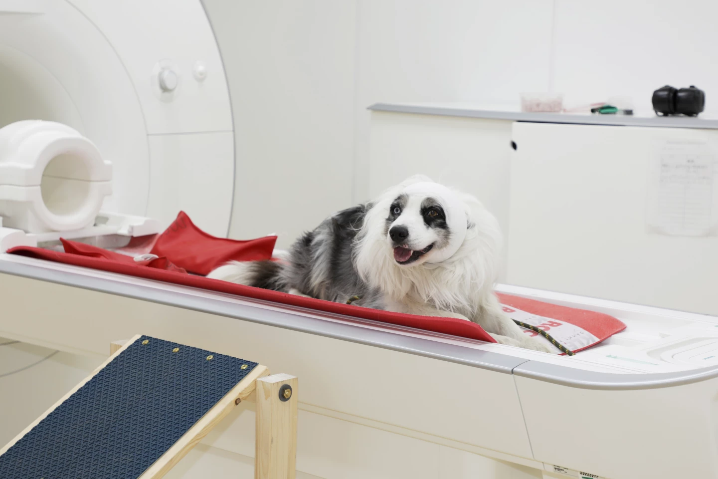The four-legged study participants (such as Balian) were trained to stay motionless in the MRI scanner and wore earplugs and a bandage to reduce noise